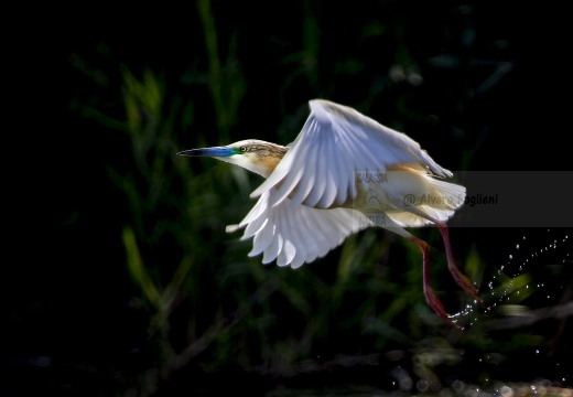 SGARZA CIUFFETTO; Squacco Heron;  Ardeola rallide