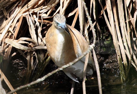 SGARZA CIUFFETTO; Squacco Heron;  Ardeola rallide