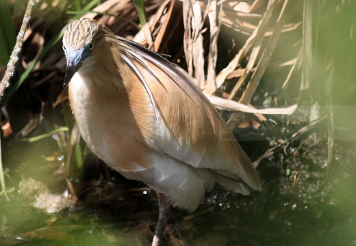 SGARZA CIUFFETTO; Squacco Heron;  Ardeola rallide