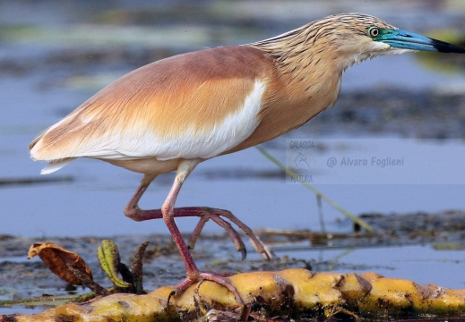 SGARZA CIUFFETTO; Squacco Heron;  Ardeola rallide