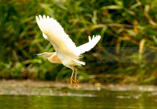 SGARZA CIUFFETTO; Squacco Heron;  Ardeola rallide