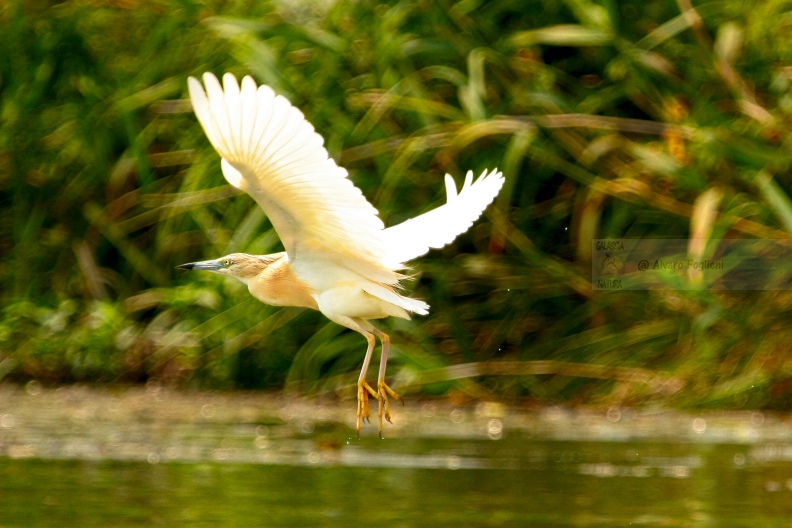 sgarza-ciuffetto-in volo-img_13965.jpg