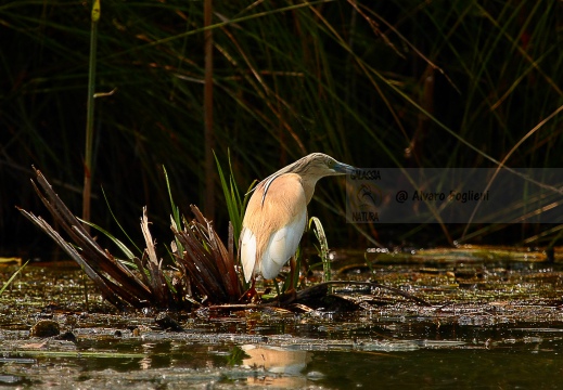 SGARZA CIUFFETTO; Squacco Heron;  Ardeola rallide