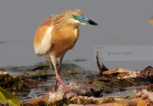 SGARZA CIUFFETTO; Squacco Heron;  Ardeola rallide