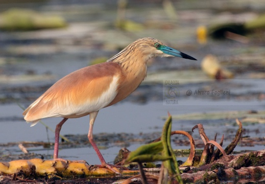 SGARZA CIUFFETTO; Squacco Heron;  Ardeola rallide