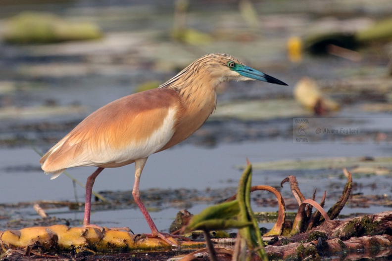 sgarza-ciuffetto-posata-img_13824.jpg