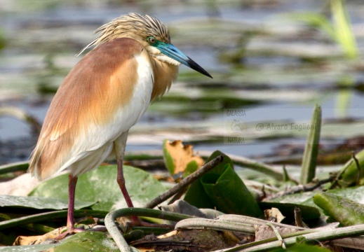 SGARZA CIUFFETTO; Squacco Heron;  Ardeola rallide