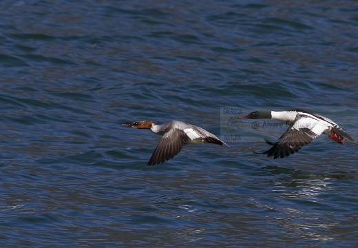 SMERGO MAGGIORE, Goosander, Mergus merganser 