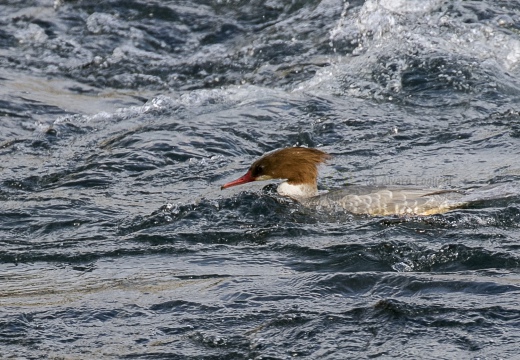 SMERGO MAGGIORE, Goosander, Mergus merganser 