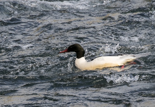 SMERGO MAGGIORE, Goosander, Mergus merganser 