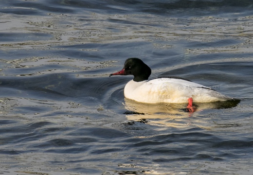 SMERGO MAGGIORE, Goosander, Mergus merganser 