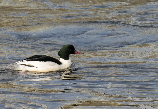 SMERGO MAGGIORE, Goosander, Mergus merganser 