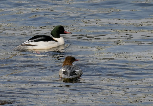 SMERGO MAGGIORE, Goosander, Mergus merganser 