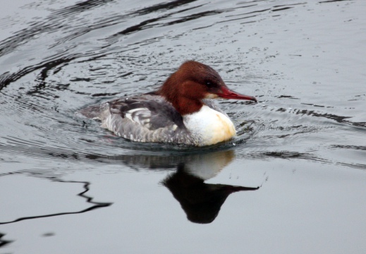 SMERGO MAGGIORE, Goosander, Mergus merganser 