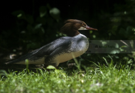 SMERGO MAGGIORE, Goosander, Mergus merganser 