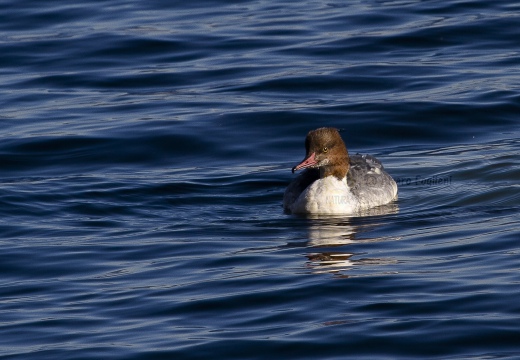 SMERGO MAGGIORE, Goosander, Mergus merganser 