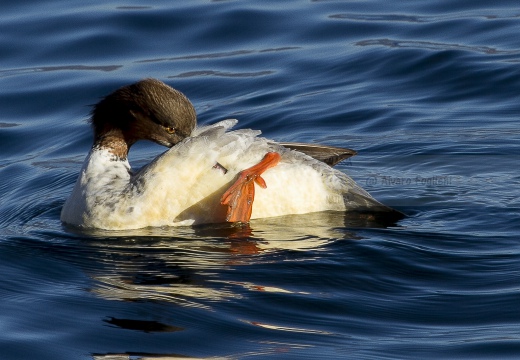 SMERGO MAGGIORE, Goosander, Mergus merganser 