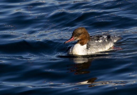 SMERGO MAGGIORE, Goosander, Mergus merganser 