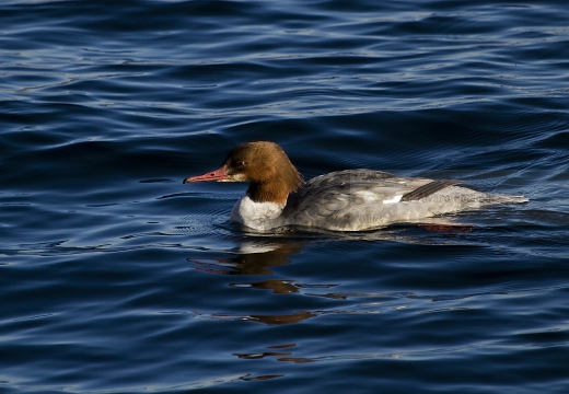 SMERGO MAGGIORE, Goosander, Mergus merganser 