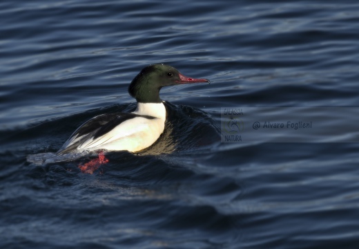 SMERGO MAGGIORE, Goosander, Mergus merganser 