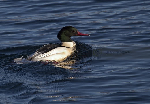 SMERGO MAGGIORE, Goosander, Mergus merganser 