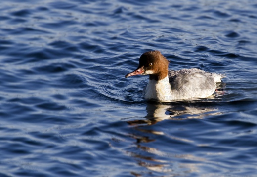 SMERGO MAGGIORE, Goosander, Mergus merganser 