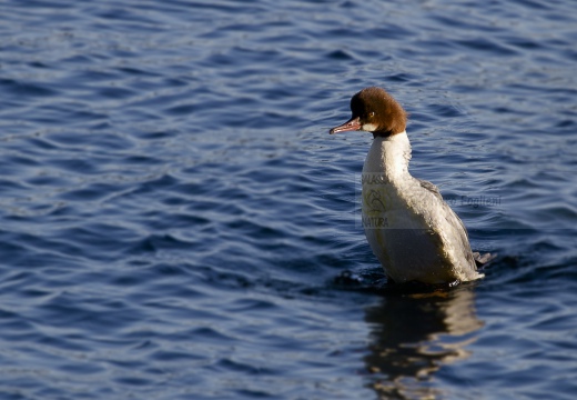 SMERGO MAGGIORE, Goosander, Mergus merganser 