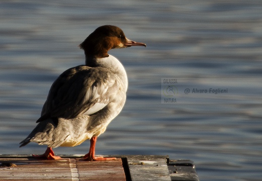 SMERGO MAGGIORE, Goosander, Mergus merganser 