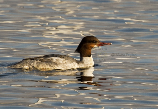 SMERGO MAGGIORE, Goosander, Mergus merganser 