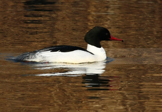 SMERGO MAGGIORE, Goosander, Mergus merganser 