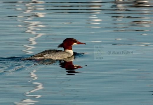 SMERGO MAGGIORE, Goosander, Mergus merganser 