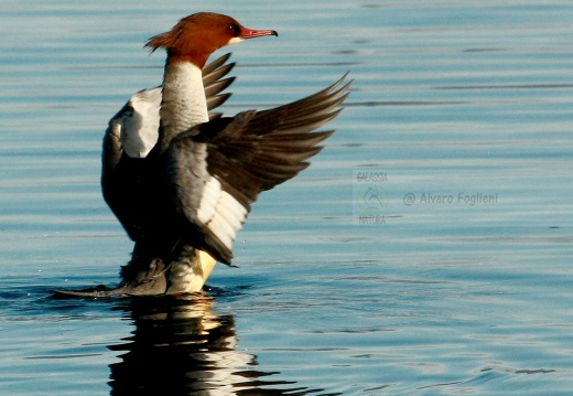 SMERGO MAGGIORE, Goosander, Mergus merganser 