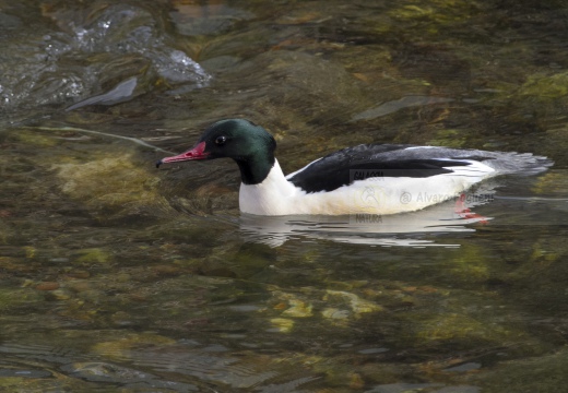 SMERGO MAGGIORE, Goosander, Mergus merganser 