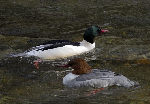 SMERGO MAGGIORE, Goosander, Mergus merganser 