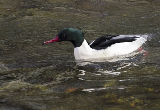 SMERGO MAGGIORE, Goosander, Mergus merganser 