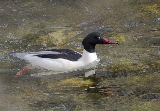 SMERGO MAGGIORE, Goosander, Mergus merganser 