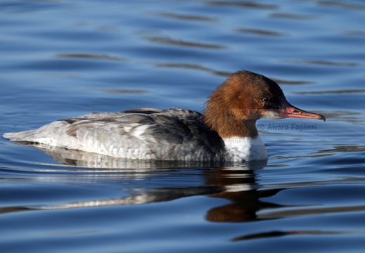 SMERGO MAGGIORE, Goosander, Mergus merganser 