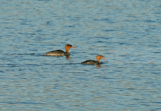 SMERGO MINORE, Red-breasted Merganser, Mergus serrator