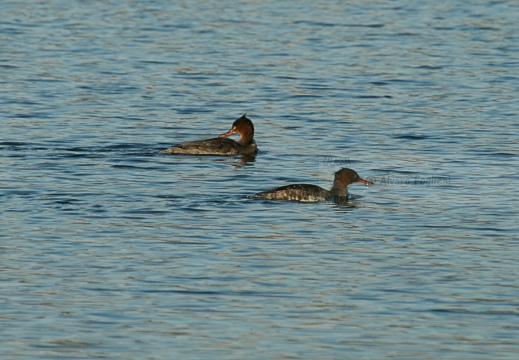 SMERGO MINORE, Red-breasted Merganser, Mergus serrator