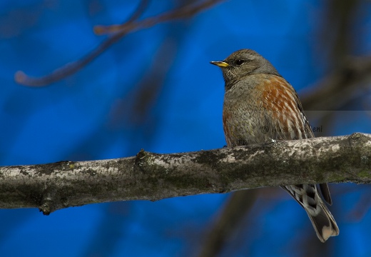 SORDONE, Alpine Accentor, Prunella collaris