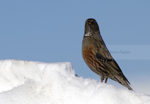 SORDONE, Alpine Accentor, Prunella collaris