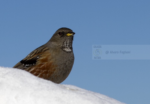 SORDONE, Alpine Accentor, Prunella collaris