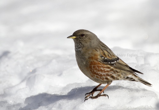 SORDONE, Alpine Accentor, Prunella collaris