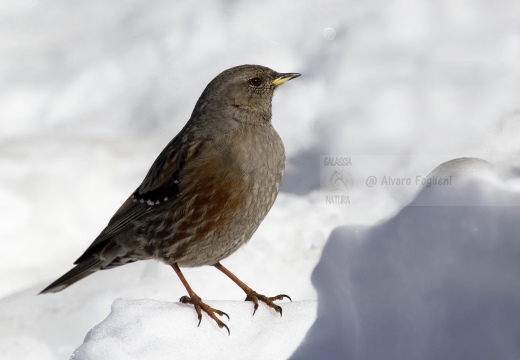 SORDONE, Alpine Accentor, Prunella collaris