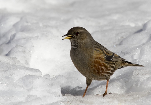 SORDONE, Alpine Accentor, Prunella collaris