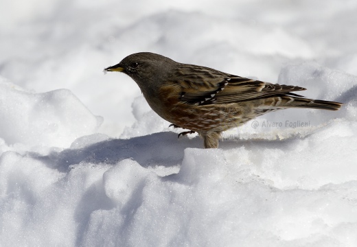 SORDONE, Alpine Accentor, Prunella collaris