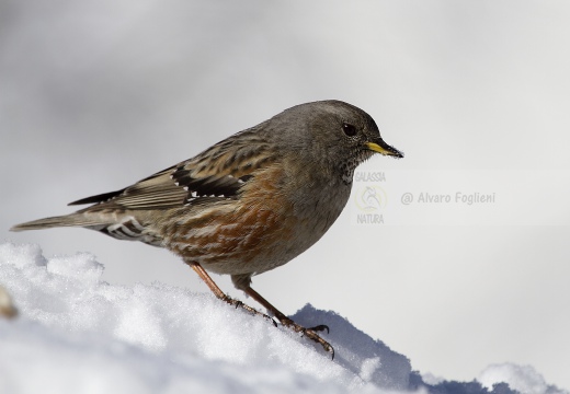 SORDONE, Alpine Accentor, Prunella collaris