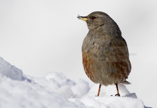 SORDONE, Alpine Accentor, Prunella collaris