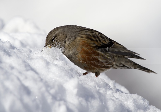 SORDONE, Alpine Accentor, Prunella collaris