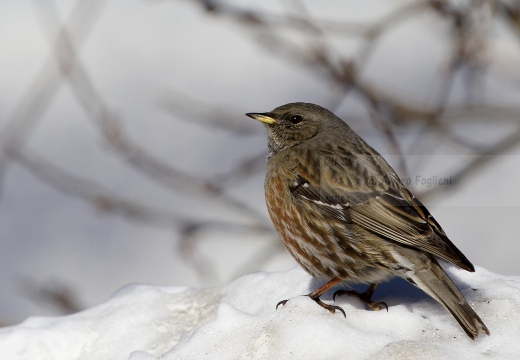 SORDONE, Alpine Accentor, Prunella collaris